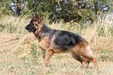 BERGER ALLEMAND 238